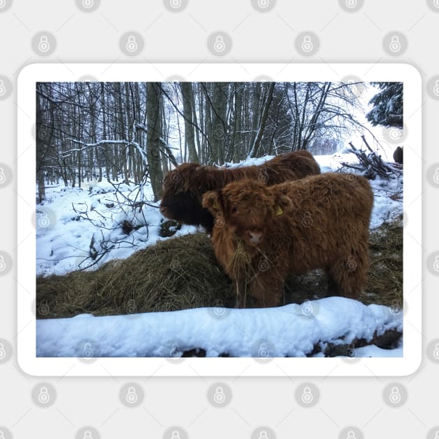 Scottish Highland Cattle Calves 1857 Sticker by SaarelaHighland